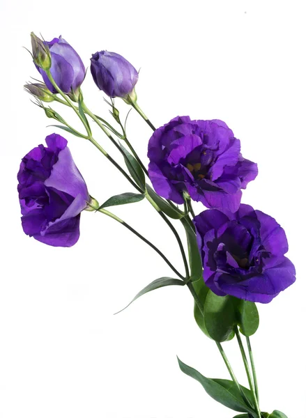 Lisianthus eustoma