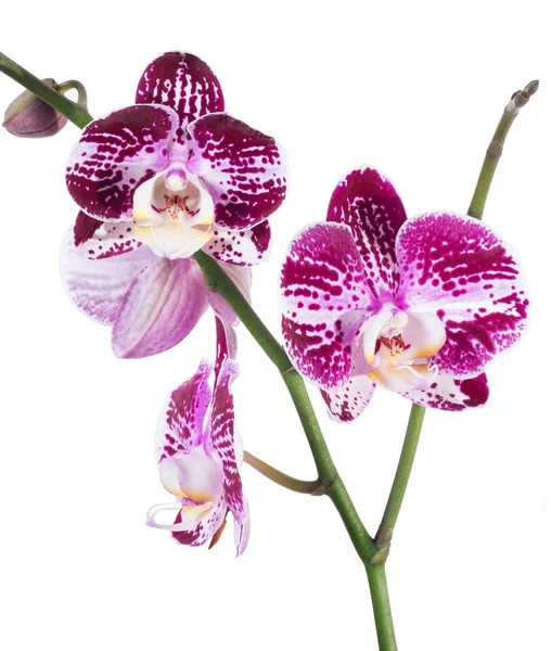 Orquídea phalaenopsis aislada — Foto de Stock