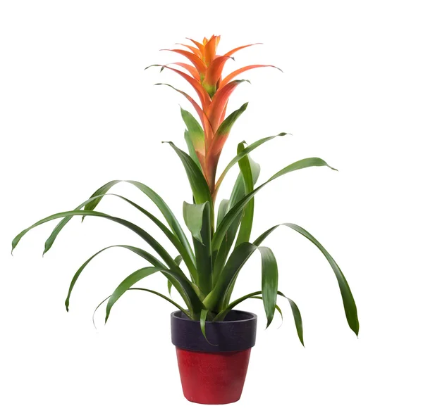 İzole Bromelia guzmania
