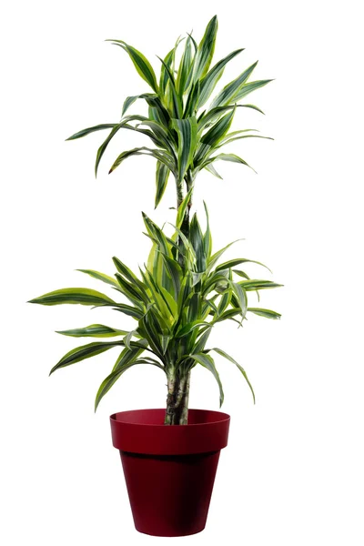 Dracena Limão isolado — Fotografia de Stock