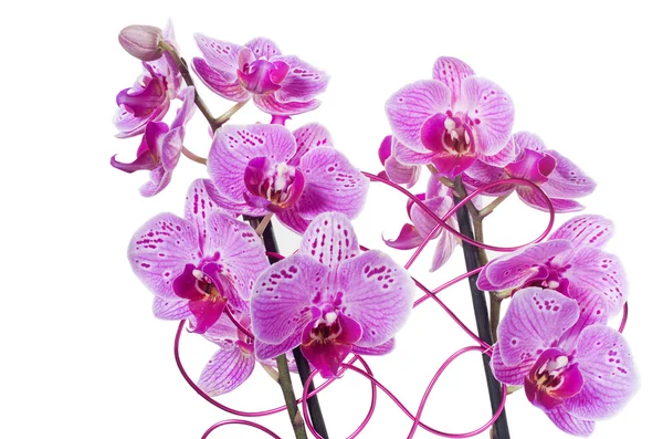 Grupo de orquídeas phalaenopsis rosa aislado — Foto de Stock
