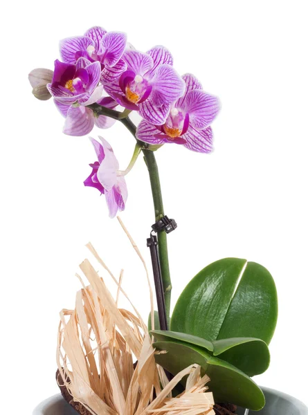 Pequeña orquídea phalaenopsis rosa aislado — Foto de Stock