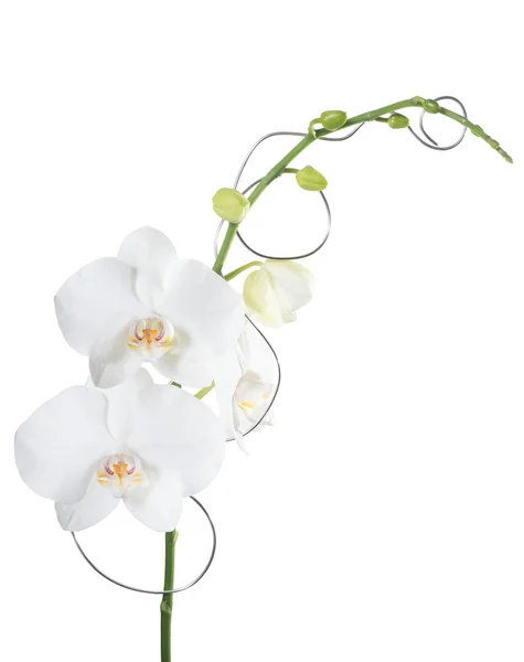 Orquídea phalaenopsis blanca aislada — Foto de Stock