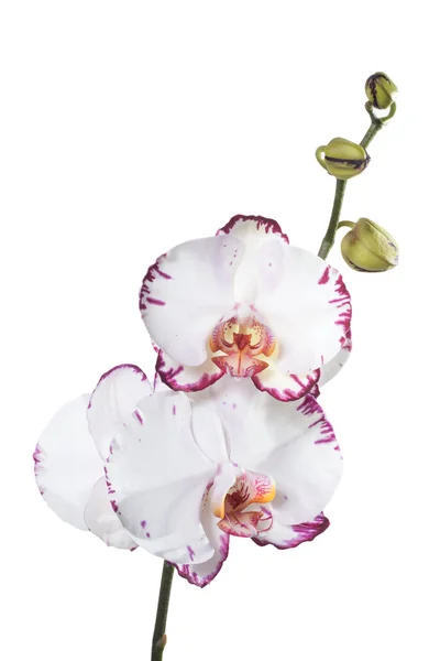 Falaenopsis do Orchid isolado branco e vermelho — Fotografia de Stock