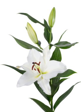 İzole Lilium Orient çiçek