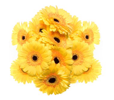 Sarı gerbera grup izole