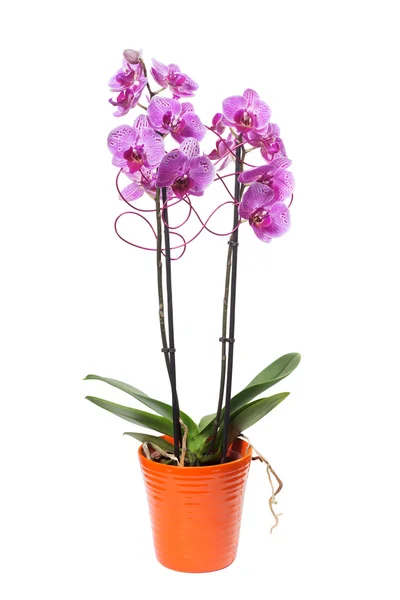 pembe orkide phalaenopsis saksı ve dekorasyon