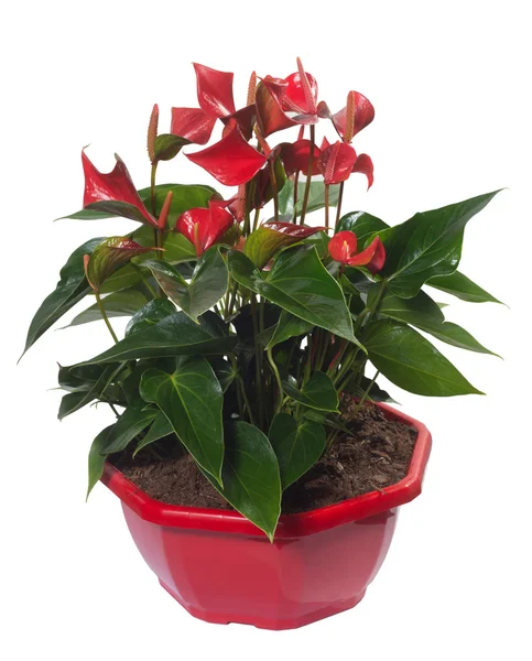 Anthurium Lentini Red Flower Plant em vaso isolado — Fotografia de Stock