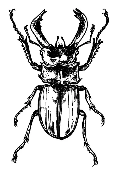 Escarabajo — Foto de Stock
