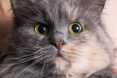 Gri kedi. Bir kedinin ağızlık sesi. Kedi gözleri.