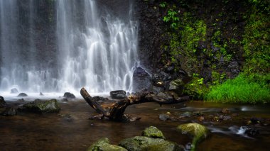 Ormanda güzel bir şelale