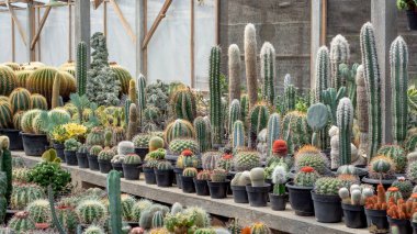 Çeşitli süs kaktüsleri. Kaktüs bitkisi yeni temalı arka plan olarak