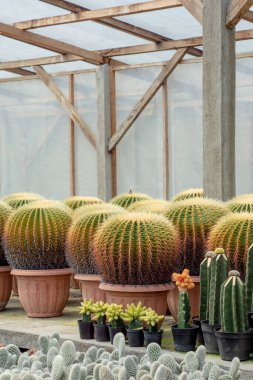 Altın fıçı kaktüsü arka planı kapatın. Çocuk odasındaki kaktüs, taze doğal arka plan.