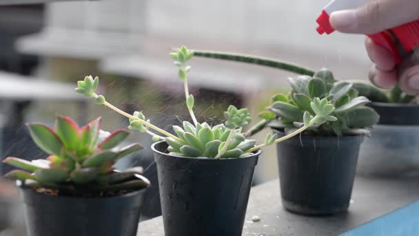 手持ちのスプレーで鉢に多肉植物を散水する — ストック動画