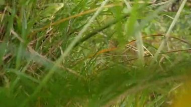 Tepenin etrafındaki bitkiler. Dağ tırmanışı. Tepeye çık..