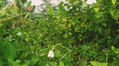 Tepenin etrafındaki bitkiler. Dağ tırmanışı. Tepeye çık..