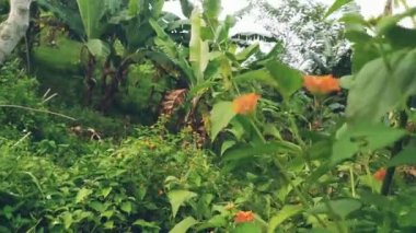 Tepenin etrafındaki bitkiler. Dağ tırmanışı. Tepeye çık..