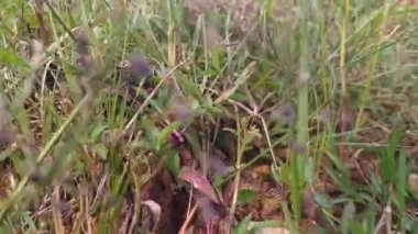 Tepenin etrafındaki bitkiler. Dağ tırmanışı. Tepeye çık..