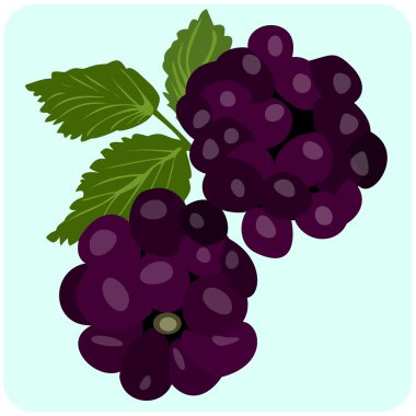 böğürtlen çizimi