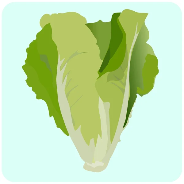 Illustration of Lettuce — Stock Vector
