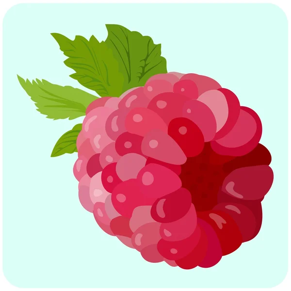 Illustration of Raspberry — Stock Vector