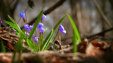 Ormanda küçük mavi çiçekler açar. Güneş ışığı ve rüzgar ağaçların arasından çiçek açan kar damlalarıyla dolu bir açıklığa doğru süzülüyor. Çiçekler sarı kuru yapraklarla çevrilidir. Mor çiçeklerin yakın çekimi.