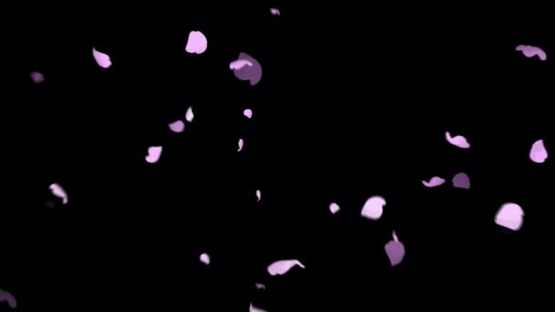 Пелюстки Сакури Танцюють Фонову Графіку Відео Фонова Альфа Прозорість — стокове відео