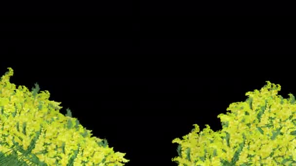 Επίδραση Ταινία Ταλάντευση Εικόνες Mimosa Εμφανίστηκε Διαφανές Φόντο — Αρχείο Βίντεο