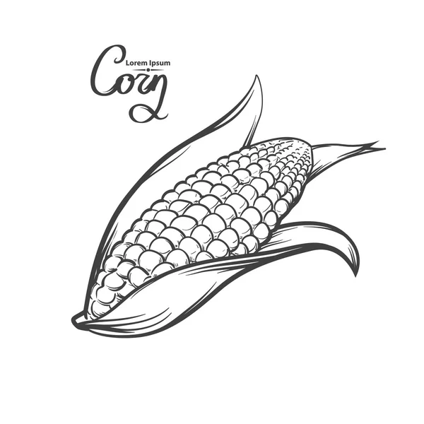 Image de maïs nourriture — Image vectorielle