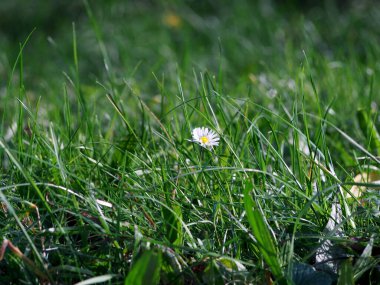 Yeşil çimenlikteki beyaz papatya, sonbahar çiçekleri, çimlerin ayrıntıları, bahçe bitkileri, doğal arka plan, bahar çiçekleri, salatada açan papatya.