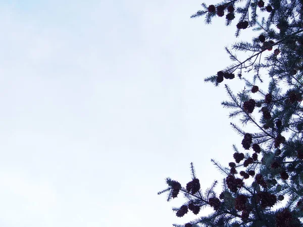 Fichtenzweige Mit Zapfen Auf Hellweißblauem Himmelshintergrund Hintergrund Für Weihnachtskarten Sonniger — Stockfoto