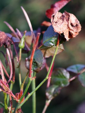 Kurumuş güz çiçekleri ve yeşil tomurcuk, yaz mevsiminden sonra sonbahar çiçeklerinin ayrıntıları, sonbahar bahçede, kıştan önce çiçek açtı.