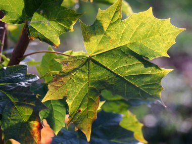 Sonbahar güneşinde yeşil yaprakları olan genç akçaağaç. Renkli turuncu yapraklı. Parkta güneşli bir sonbahar günü.