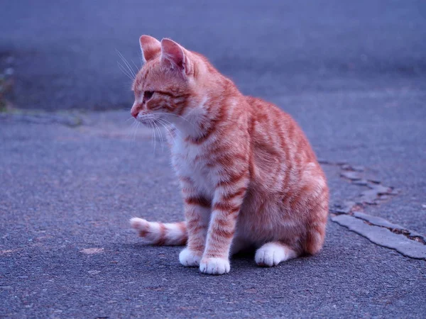 Small Rusty White Kitten Sitting Asphalt Looking Front Him Old — Stock Photo, Image