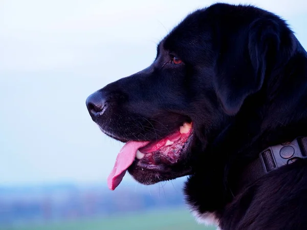 Portrait Big Breed Dog Crossbreed Golden Retriever Shepherd Dog Black — Stock Photo, Image