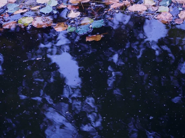 Dark Pool Water Infested Colorful Autumn Leaves Top Yellow Orange — Stock Photo, Image