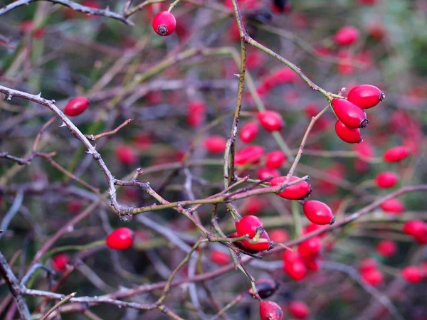 Baies Rouges Sur Rosier Églantier Pour Thé Fruits Sains Automne — Photo