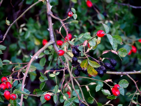 Gros Plan Des Branches Églantier Avec Des Baies Rouges Des — Photo