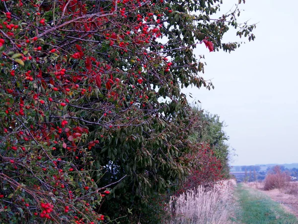 autumn landscape with grass, trees and rose hips, red rose hips, nature in autumn