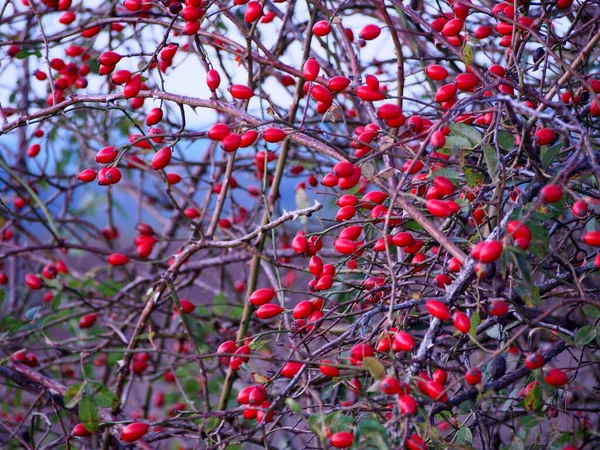 Rosehip Bush Strewn Rose Hips Blue Sky Background Collection Autumn — Stock Photo, Image