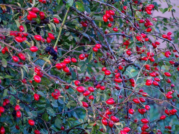 Rosehip Arbusto Espalhado Com Rosa Quadris Coleta Frutas Outono Frutas — Fotografia de Stock