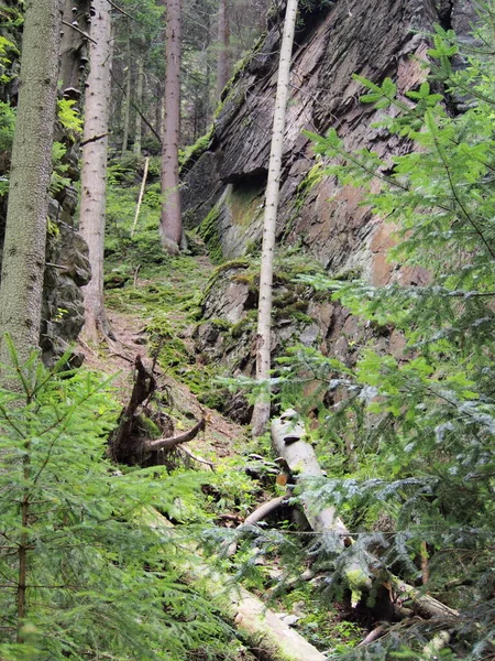 Bosque Área Natural Protegida Del Paisaje Las Cascadas Resov Jeseniky — Foto de Stock