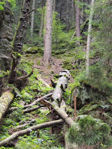 Wald Naturschutzgebiet Der Resov Wasserfälle Jeseniky Der Tschechischen Republik Unberührte — Stockfoto