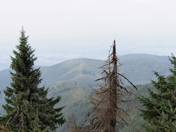 Blick Vom Lysa Hora Auf Die Berglandschaft Mit Großen Bäumen — Stockfoto