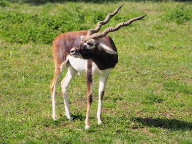 Kahverengi, düz boynuzları olan, sarmal bir hayvanın başı, güneşli bir günde çimlerin üzerinde, kahverengi bir arka plan duvar kağıdına dönmüştü.,