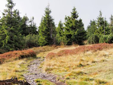 Güneşli bir sonbahar gününde, arka planda ağaçlarla kaplı bir yamaçta uzanan taşlı dağ yolu, Jeseniky dağları, Çek Cumhuriyeti, seyahat ve dağ yürüyüşü, engebeli dağların bozulmamış doğası.