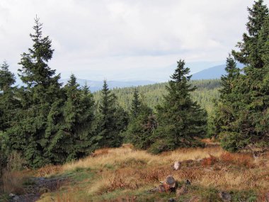 Güneşli bir sonbahar gününde, arka planda ağaçlarla kaplı bir yamaçta uzanan taşlı dağ yolu, Jeseniky dağları, Çek Cumhuriyeti, seyahat ve dağ yürüyüşü, engebeli dağların bozulmamış doğası.