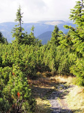 Güneşli bir sonbahar gününde, arka planda ağaçlarla kaplı bir yamaçta uzanan taşlı dağ yolu, Jeseniky dağları, Çek Cumhuriyeti, seyahat ve dağ yürüyüşü, engebeli dağların bozulmamış doğası.