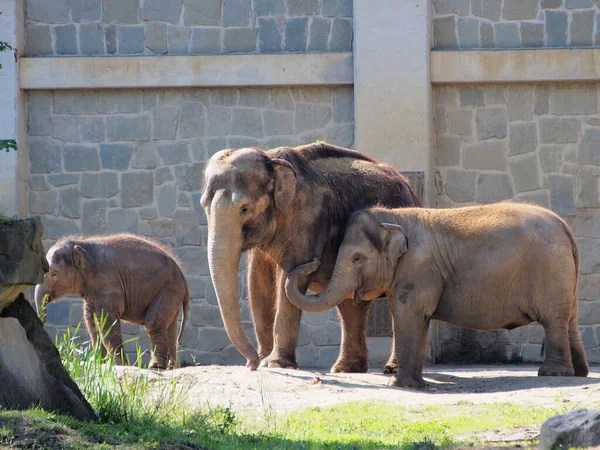 Indian elephant, elephant with two baby elephants outside on a sunny day, stone wall, savannah animals,