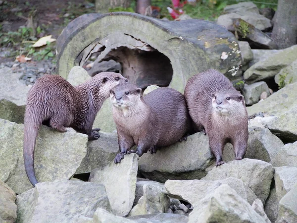 otters on rocks by the water, aquatic animals, river animals, inhabitants of the stream and mountain streams, wet shiny fur, animals in the zoo,